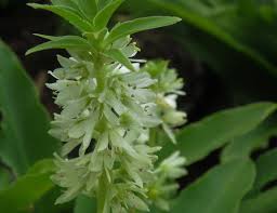 Image result for Eucomis zambesiaca