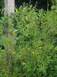 Image result for Heimia