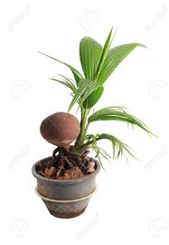 Coconut Bonsai Object Isolated On White Background Stock Photo Picture And Royalty Free Image Image 128107684
