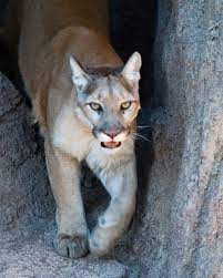 We did not find results for: Puma Genus Wikipedia