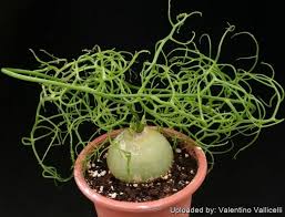 Image result for Volusia amboinensis