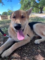 Found a bonded pair of white(ish) dogs