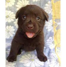 These energetic labradoodle puppies are a cross between the standard poodle & the labrador retriever. Registered Labrador Retriever Dog Breeders In Melbourne