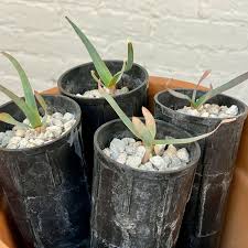 Image result for Welwitschia