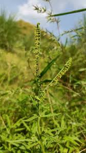 Image result for Heliotropium zeylanicum