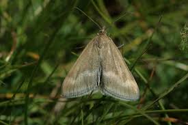 Image result for Pyrausta aerealis