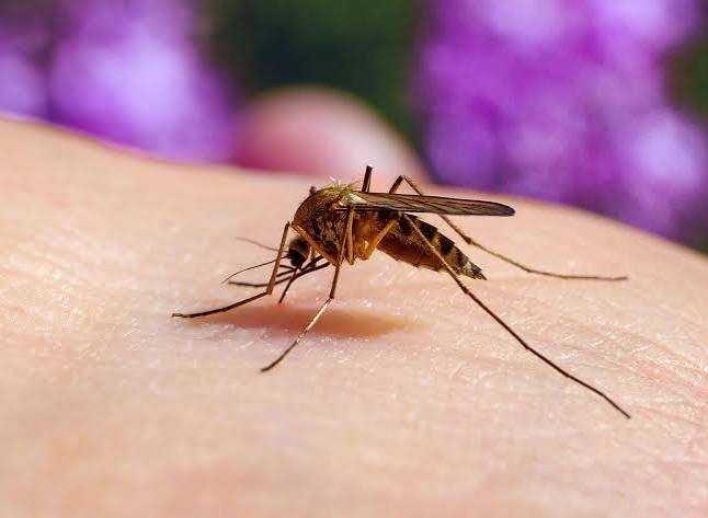 Mosquito | Description, Life Cycle, Importance, Species, Diseases, & Facts | Britannica