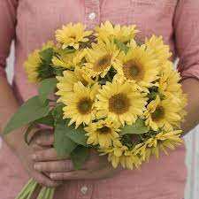 Peach Passion Tall Branching Sunflowers Sunflower Growing Sunflowers September Flowers