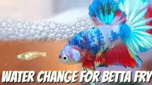 Remove some water from your betta's current container. Betta Fry Care How To Maintain Betta Fry Water In Small Place Youtube