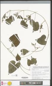 Image result for Ipomoea ochracea