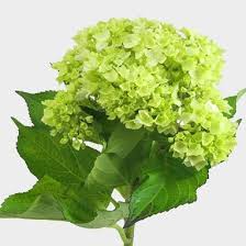 While some perennials have a short flowering period, other perennials bloom all summer and provide cut flowers all season long. Mini Hydrangea Green Flower Wholesale Blooms By The Box