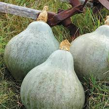Many winter squash have long, trailing vines which require a large area for growing, although recent developments have produced a number of bush varieties for small spaces. Organic Non Gmo Baby Blue Hubbard Squash