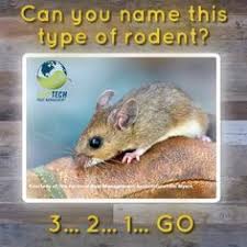 We have been serving the community for many years now, and we are known for the high quality service we provide. 15 Pests And Rodents Ideas Pests Rodents Pest Control