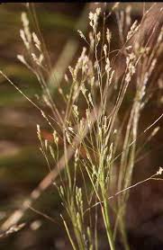 Image result for Sporobolus agrostoides