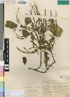Image result for Anisophyllea boehmii