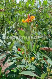 Image result for Cajanus