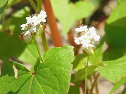 Image result for Fagopyrum