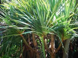 Image result for Pandanus utilis
