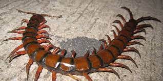 Insects are one of the most common types of invertebrates. Biggest Fastest Bloodiest Earth S Most Extreme Insects Wired