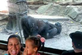 Gorilas fazendo sexo