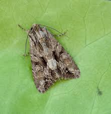 Image result for Apamea monoglypha