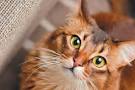 22 Friendliest Cat Breeds | Mom