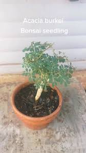 Image result for Acacia burkei