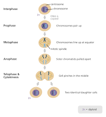 Comparing Mitosis Meiosis Diagram Quizlet