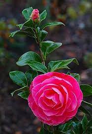 Natural Essentials Essential Ingredients Pretty Flowers Beautiful Flowers Camellia Flower