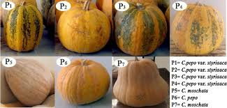 Image result for Cucurbita moschata