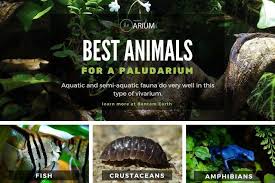 Best Animals For A Paludarium Paludarium Paludariumanimals Bestanimals Aquascape Design Planted Aquarium Beautiful Terrariums