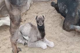 It is also known as a camel breeding farm and was established in 1984 by the central government. A Fun Trip To Camel Farm Bikaner India Travel Melodies