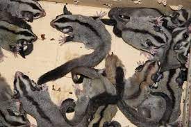 (i put my suggies *one each at a time* in my hijab/clothes/bonding pouch and when they. Free Sugar Gliders Sugar Glider Baby For Sale Adoption From Kuala Lumpur Adpost Com Sugar Glider Baby Sugar Glider Pet Sugar Glider