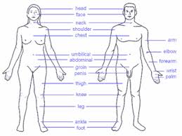 The upper region of the body includes everything above the neck. Solved Body Parts Diagram Fixya