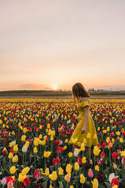 A Portland Oregon Day Trip To Wooden Shoe Tulip Festival Spring Photography Sunrise Photography Tulip Festival