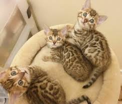 Cute haircuts for medium straight hair. Cats Kittens For Sale In London Uk Loot