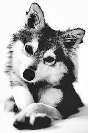 Adorable Black And White Corgi Puppy Dog Black And White Photography Cute Animals Baby Dogs Animals