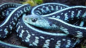 Blue Phase Anerythristic Garter Snake Snake Cute Reptiles Snake Lovers