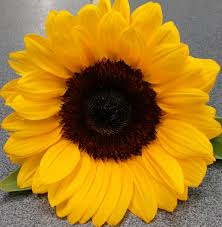 Auguro a qualcuno un buon compleanno con questa carta girasole ad acquerello dolce. Mazzo Di 7 Girasoli Domicilio A Milano Consegna A Milano Girasoli