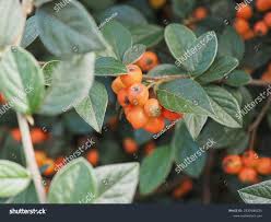 Image result for Cotoneaster franchetii