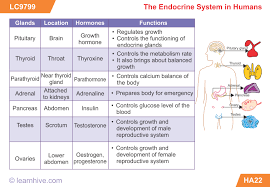 Image Result For Endocrine System Worksheet Grade 6 Endocrine System Endocrine Science For Kids