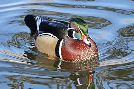 The drake wood duck is considered one of the most beautiful species of waterfowl in north america. 19 Interesting Facts About Wood Ducks Wildlife Informer