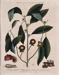 Image result for Ebenaceae