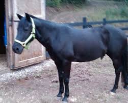 Black And White Mustang Horse For Sale Handsome All Around Solid Black Mustang Cross Mustang For Sale In Plymouth Connecticut Horseclicks Mustang Horse Horses For Sale Black Mustang