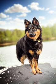Pin By Jeanette Landoy On Animalitos Bellos Dog Breeds Dogs Bohemian Shepherd