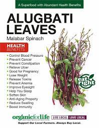 This mineral is also effective in protecting the new cells from any potential damage. Health Is My Ultimate Wealth Alugbati Is Commonly Grown As A Backyard Plant In The Garden Also Known As Malabar Spinach It Is A Leafy Green Vegetable Which Is Popular In