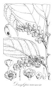 Image result for Dasylepis racemosa