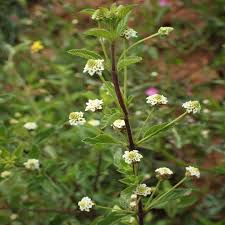Image result for Lippia woodii