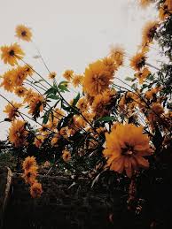 Pin By Sien X On Plants Flower Aesthetic Flowers Beautiful Flowers