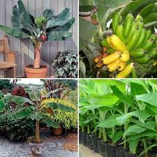 You may have to tweak the soil recipe depending on where you are using your cactus growing mix and what. Growing Banana In Containers Pots Backyards Agri Farming